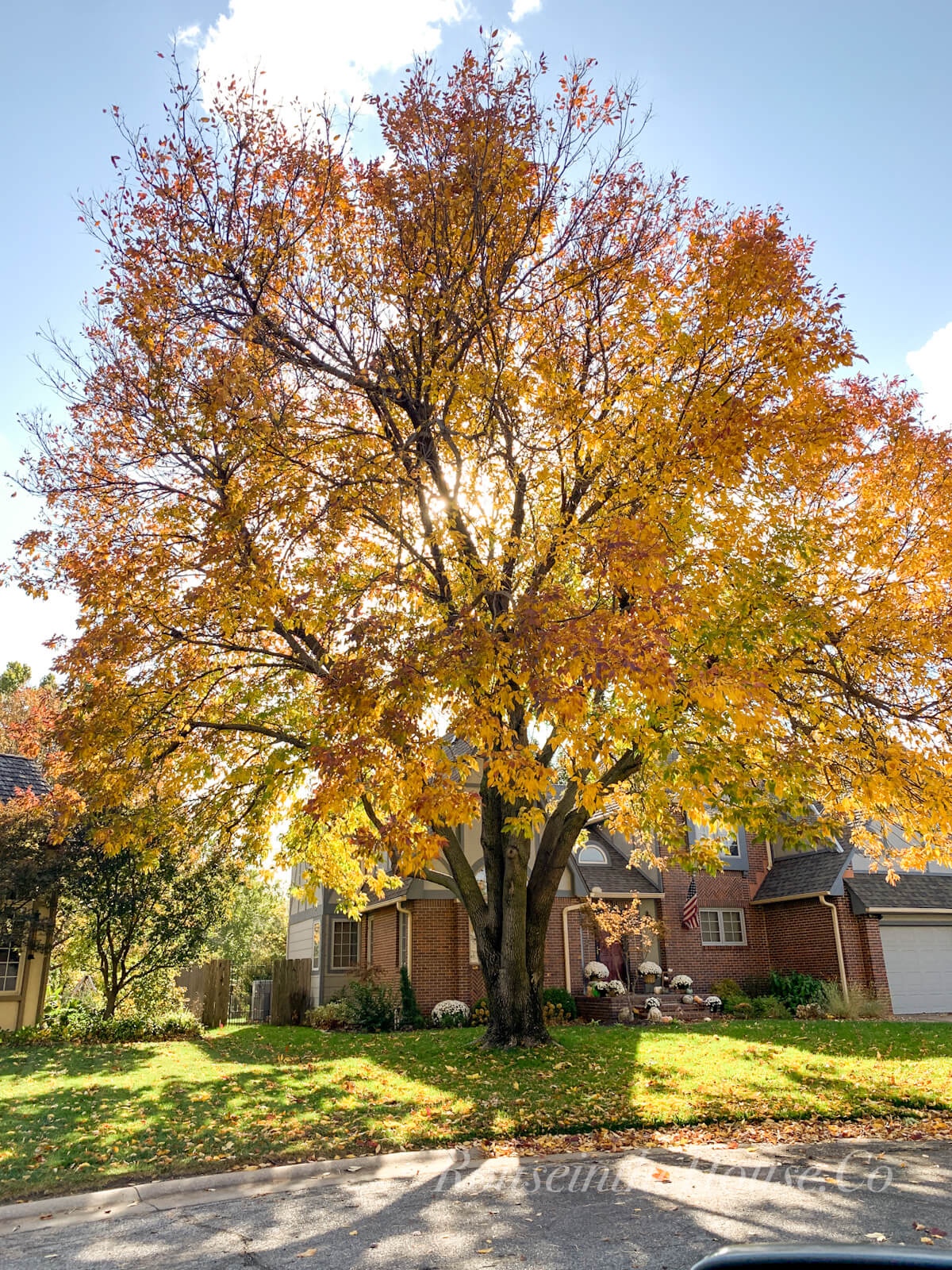 A tall Ash tree with golden foliage lights up a front yard of a Tudor home on a fall day.